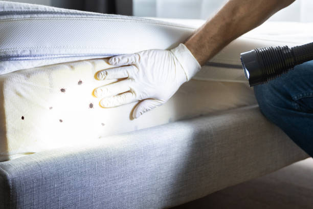 Best Local Pest Control Services  in Cumberland, IN